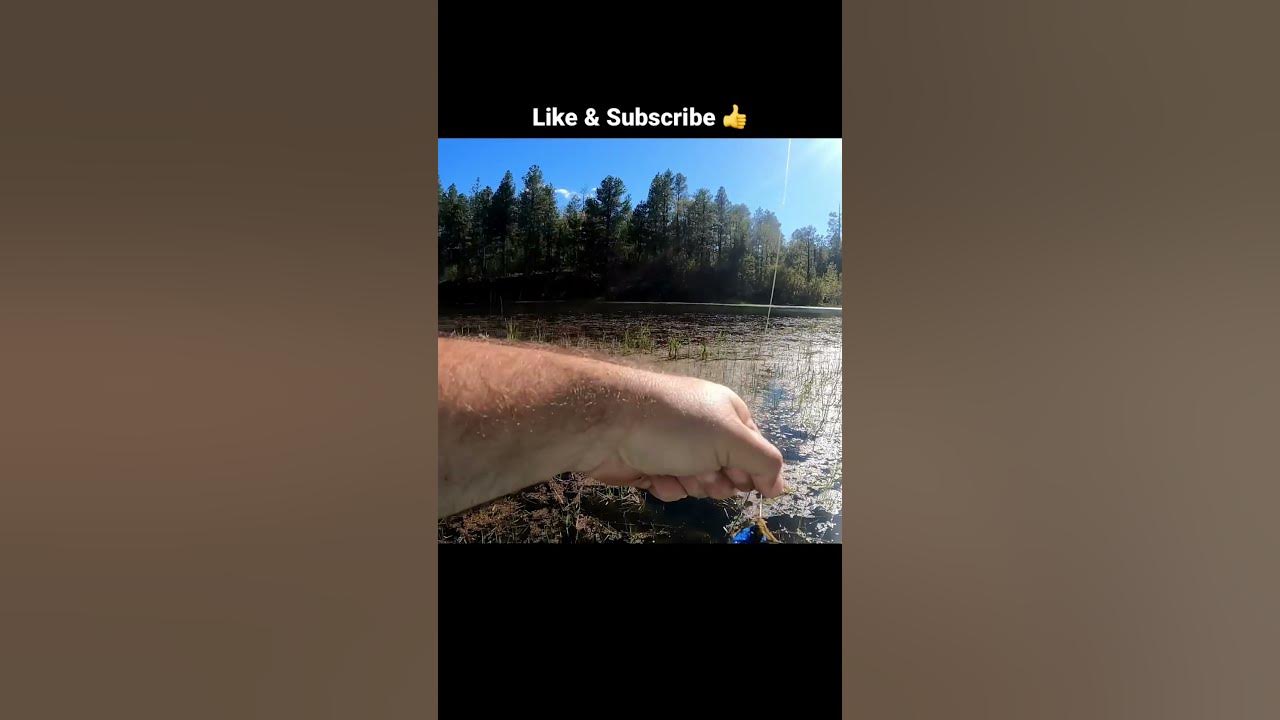 Pitching a Jig in the Grass for Bass YouTube