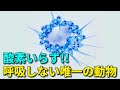 呼吸をしない!?地球上で唯一の生き物が奇妙すぎる…