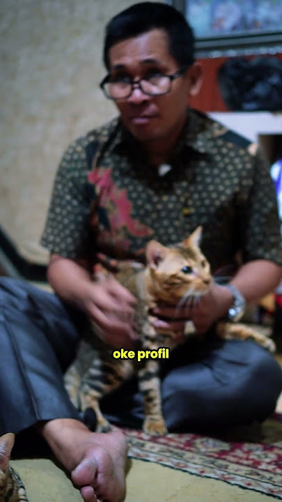 Perbedaan Kucing Bengal yang Show Quality !!!
