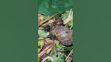 Vô tình thấy cảnh này #snail #shorts