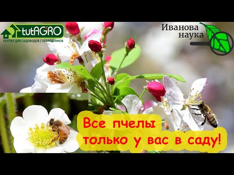 Пчелы трудятся, цветоед сдыхает от этих таблеток! ЭТИМ СПОСОБОМ ПРИВЛЕКАЙТЕ ПЧЕЛ В САД и ОГОРОД.