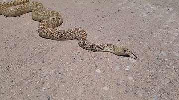Gopher snake strike