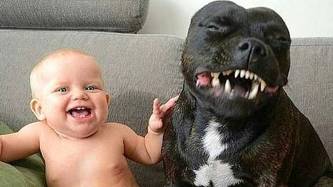 Pit Bull Protects Baby Compilation