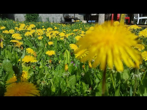 فيديو: حصاد نباتات الهندباء - كيف ومتى يتم حصاد جذور الهندباء وأوراقها