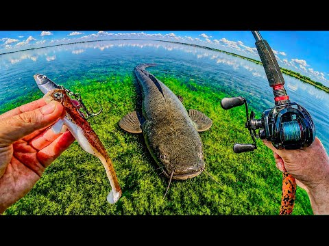 Traque d'un SILURE GÉANT dans cette eau ultra claire !!