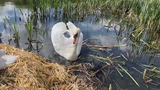 Seriously, do not throw food on swan nests!