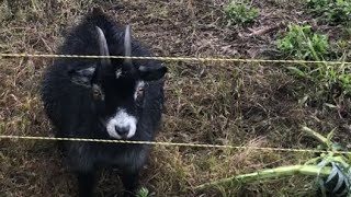 Let’s Put These Pygmy Goats to Work!!