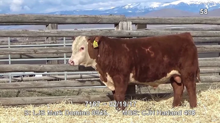 Lot 58 ~ H5 0945 Domino 7167 ET