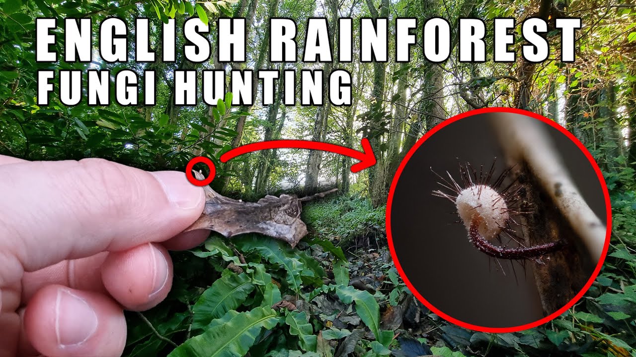 English Rainforest Fungi Hunting - Finding Fungi Ep7
