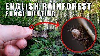 English Rainforest Fungi Hunting - Finding Fungi Ep7