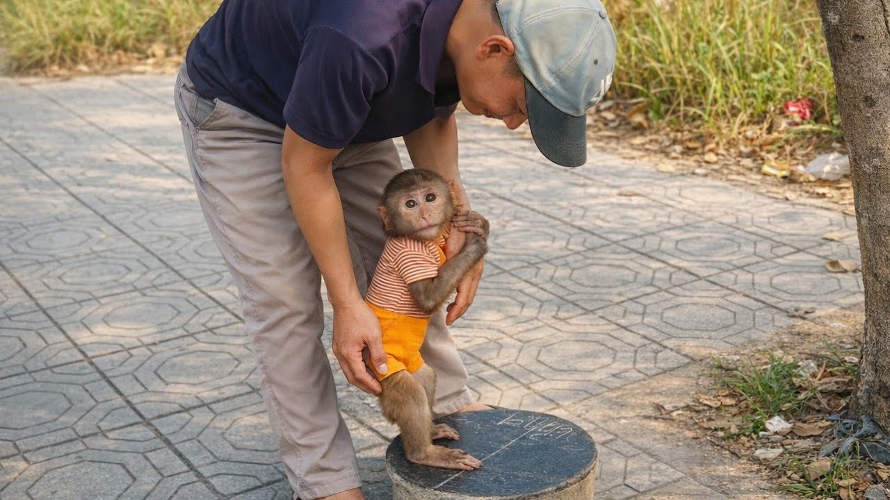 You’ll Fall in Love with Baby Monkey Cubin’s Peaceful Morning in Nature 🐵🌿