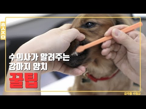 강아지 양치로 고생했던 사람들! 영상 보고갑시다! [애견케어현실조언]