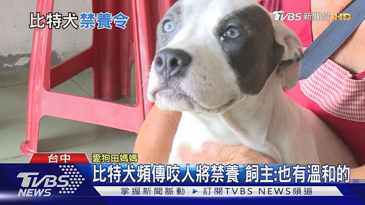 比特犬頻傳咬人將禁養 現任飼主全面登記 - 天天要聞