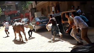 شاهد عجل يهرب من صحبة بعد صلاة العيد ويجري في الشارع والتوك توك تجري وره اليوم 2021