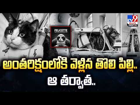 Cat in Space : అంతరిక్షంలోకి వెళ్లిన తొలి పిల్లి .. ఆ తర్వాత.. - TV9