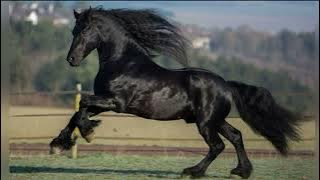 Стук копыт лошади - The sound of a horse's hooves