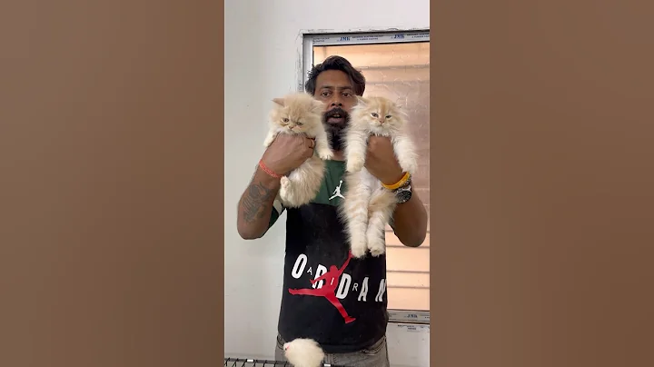 Video 11863971: persiancat cat pets, persian cat low