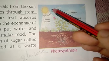Describe Photosynthesis process from chapter-2 part-2 Food factory for 4th class science.