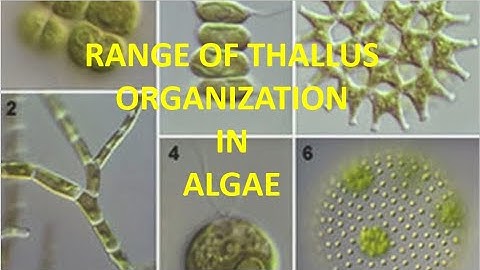 #Algae #ThallusOrganization #Botany #MarineBiology #PlantScience #Biodiversity#botanylectures
