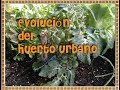 Evolución Del Huerto Urbano/Asociaciones De Cultivo/Mi huerto en el balcón