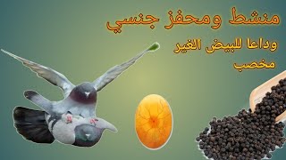 أهمية_ الفلفل الاسود للحمام ?️ -وطريقة استخدامه _لعلاج البيض الريق_ وزيادة إنتاج الزغاليل