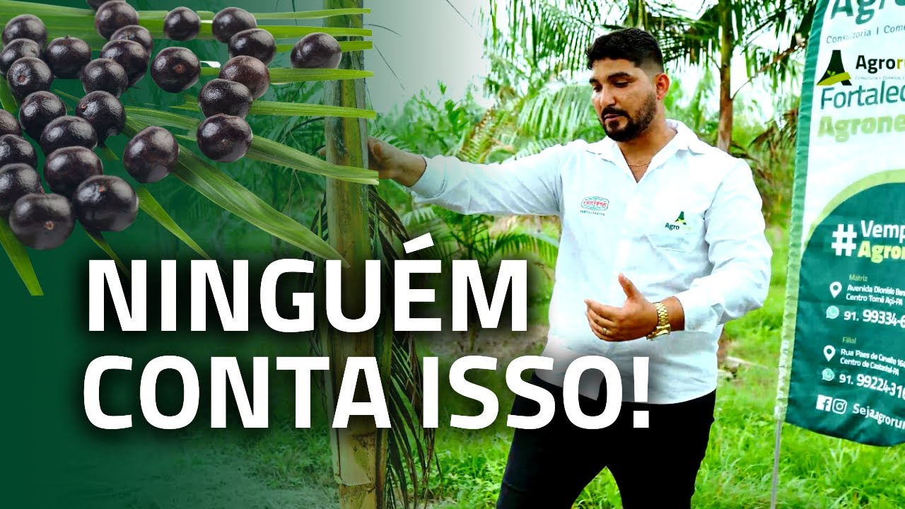 CULTIVO DE AÇAÍ: Descubra os Segredos dos Plantios de Sucesso! | AgroRural