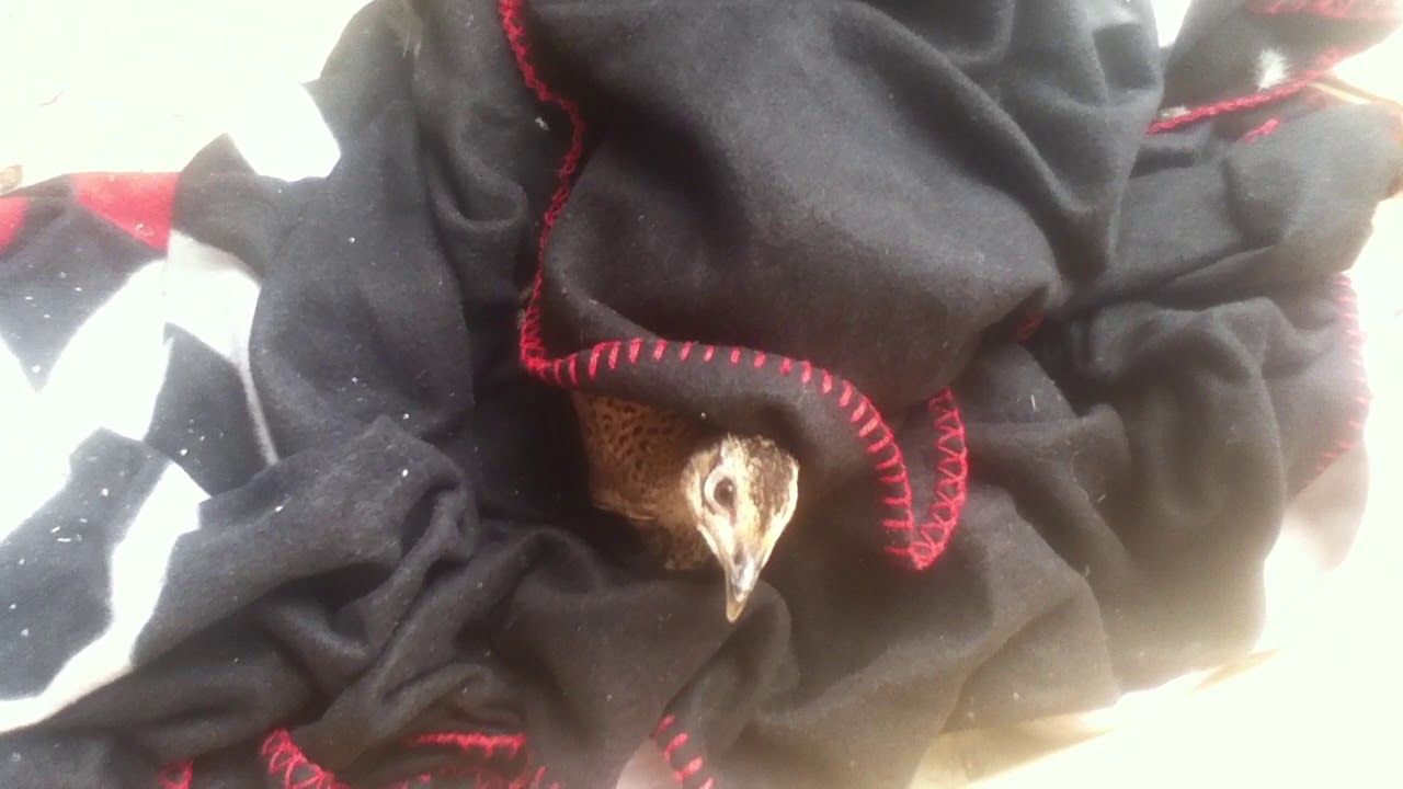 camera iphone 8 plus apk Older Pheasant Chicks video