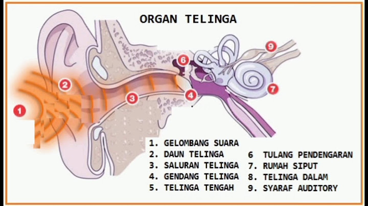 Bagian telinga yang berfungsi menjaga tekanan dalam telinga adalah