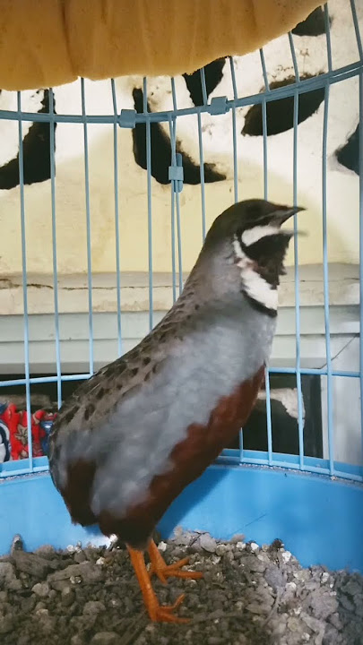 king quail button