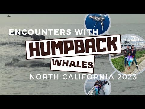 Vidéo: Northern California Whale Watching