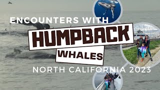 Humpback Whales in North California-Must-do travel experience!