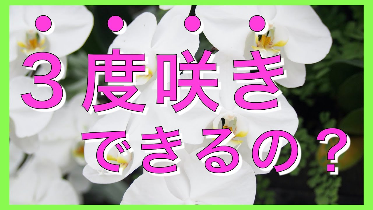 胡蝶蘭 3度目の開花方法について解説します 2度咲きが終わった人必見 Youtube