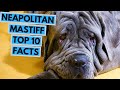 Neapolitan Mastiff - TOP 10 Interesting Facts の動画、YouTube動画。