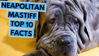 Neapolitan Mastiff  TOP 10 Interesting Facts