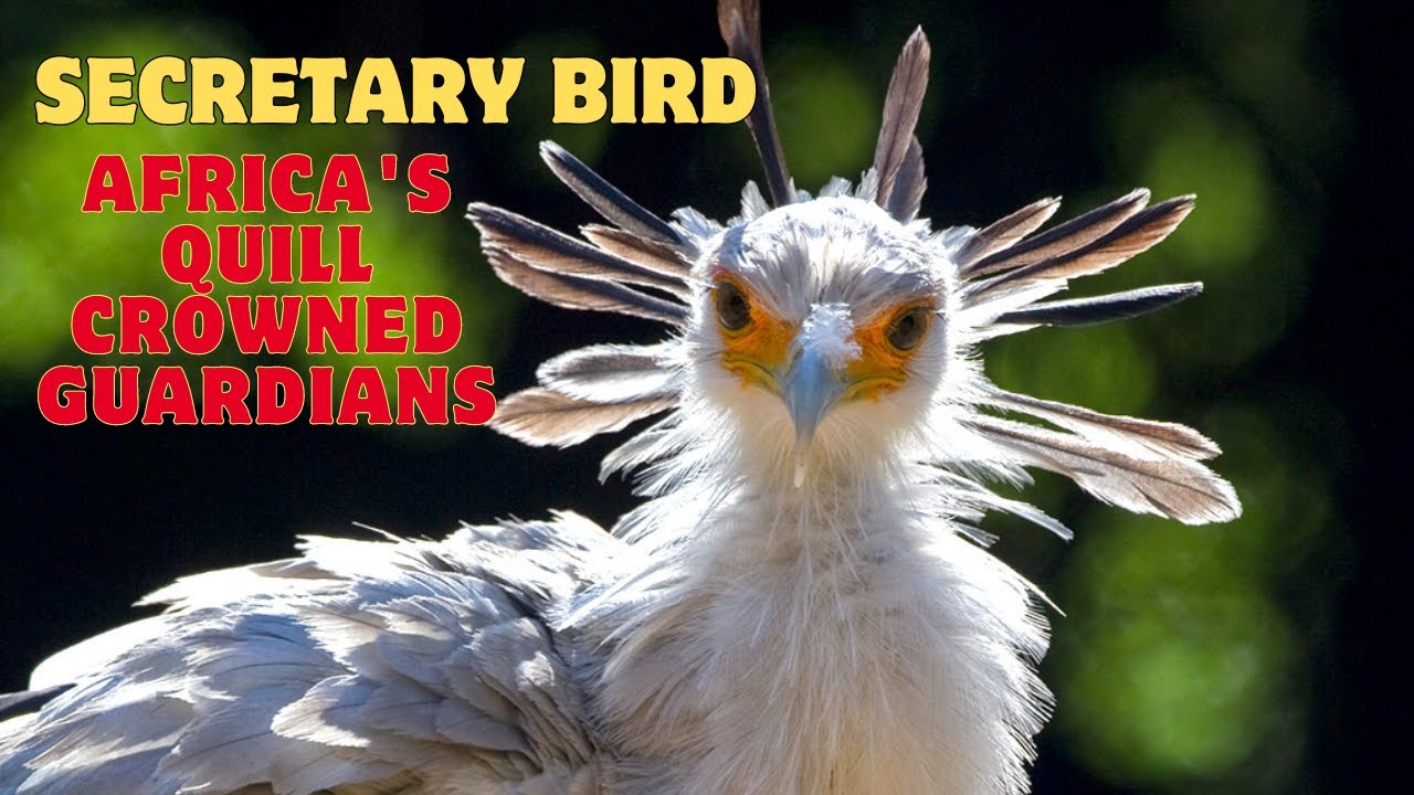 Serpentarius Majesty Journey into the World of Africa's QuillCrowned