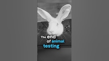 The end of animal testing? | DW Documentary
