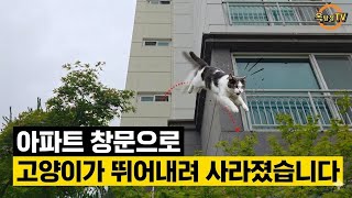 퇴근하고 집에 오니 고양이가 집에 없어요