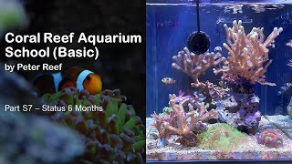 Coral Reef Aquarium School - Part S7 - Status 6 Month - Final by Peter Reef 444 views 9 months ago 5 minutes, 20 seconds