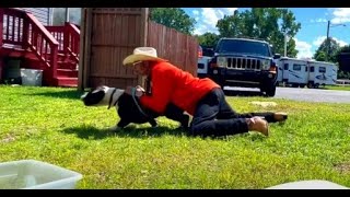 Rehabilitating Dog Reactive Pitbulls Part 2 - Dog Whisperer BIG CHUCK MCBRIDE by Dog Whisperer BIG CHUCK MCBRIDE 1,454 views 1 year ago 8 minutes, 15 seconds