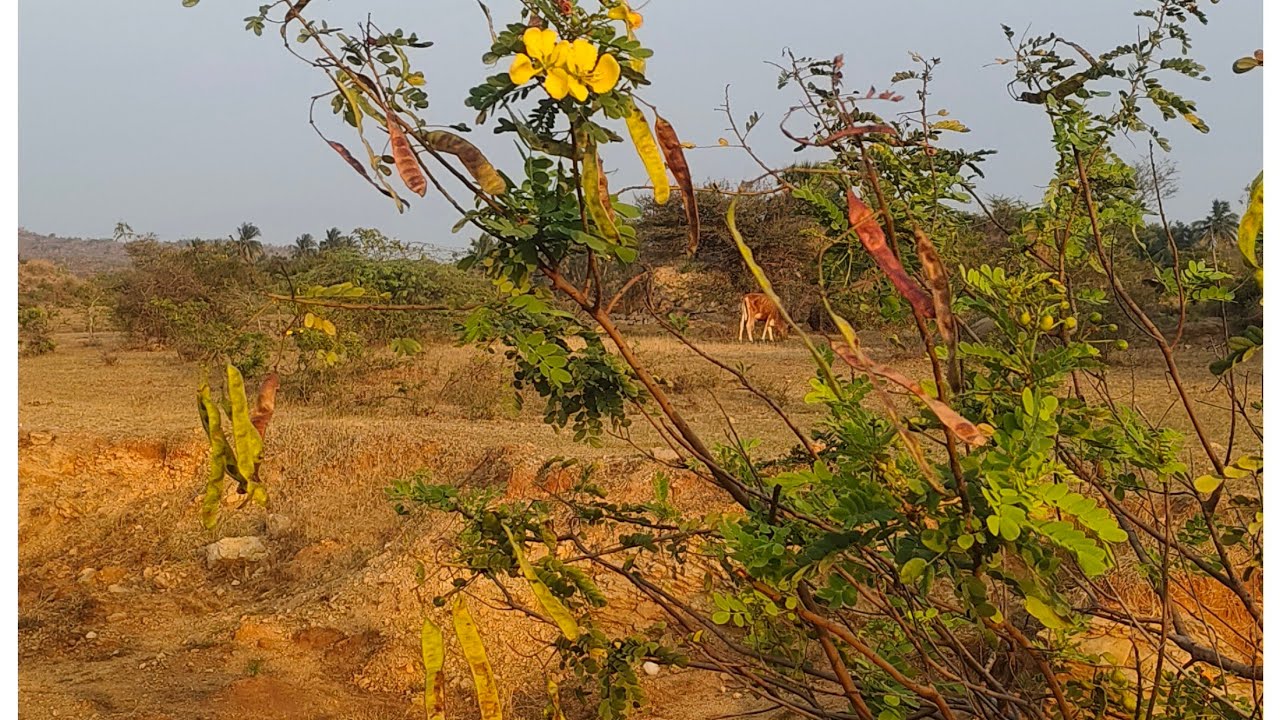 ஆவாரம்பூ அர்ச்சனை