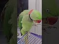 TALKING GREEN PARROT 🦜