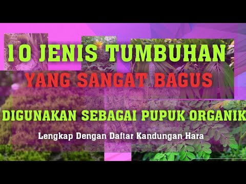 Video: Apakah polisakarida mengandung fosfor?