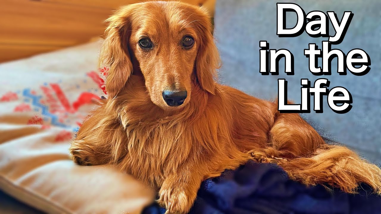Mini Dachshund in a Tiny House! | Day in the Life | Vlogust ep.11 - YouTube
