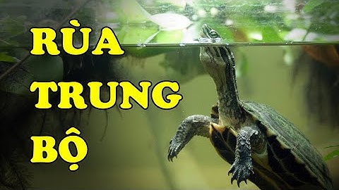 Tìm hiểu về Rùa Trung Bộ | Loài rùa quý hiếm tại Việt Nam | Hoàng Long Family