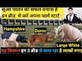 यह किसान 3 ब्रीड से कमा रहा है लाखों रुपए, How to start Pig Farming in India 🇮🇳, sukar palan,