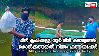 Adding Nutter Fish Babies In a Quarry Lake For Fish Farming | മീൻ കൃഷിക്കുള്ള നട്ടർ മീൻ കുഞ്ഞുങ്ങൾ