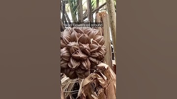 #philippines #nipa #flowers #nature  #shorts