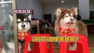 举报！这里有人骗小狗狗回农村！