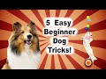 5 Easy Beginner Dog Tricks -  Tips & Tricks on How to Get Started! 🐶Cricket "the sheltie" Chronicles