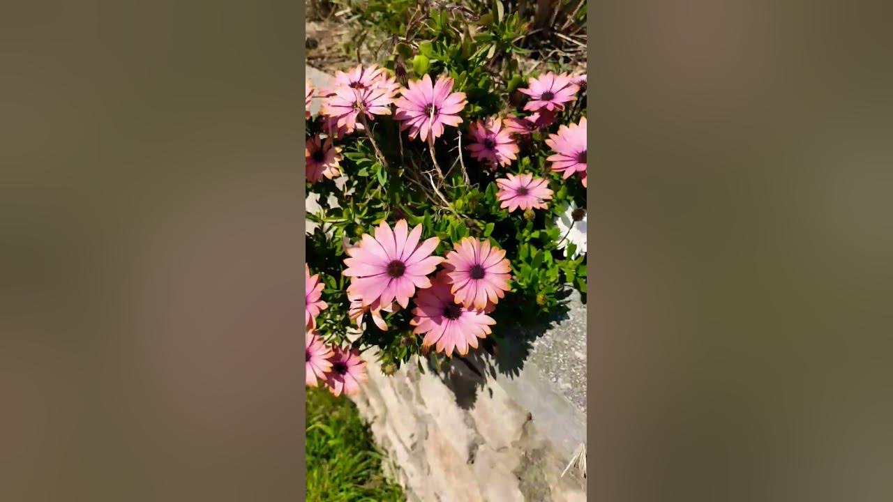 Beautiful flowers 🌺 Гарні квіти 🌺 Відео-букет - YouTube